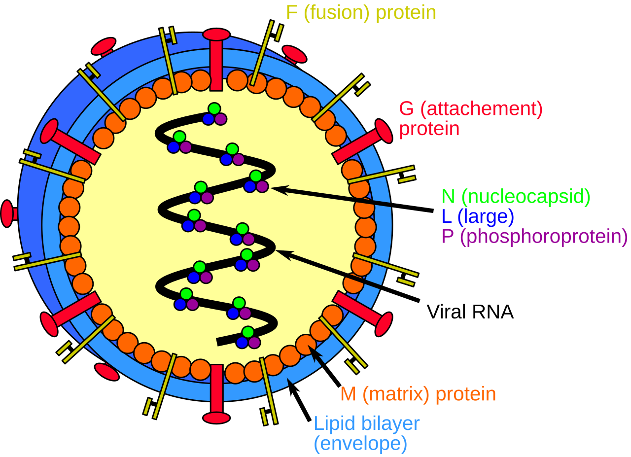 Вакцины нет, а смертность – до 75%: что известно о вспышке опасного вируса Нипа