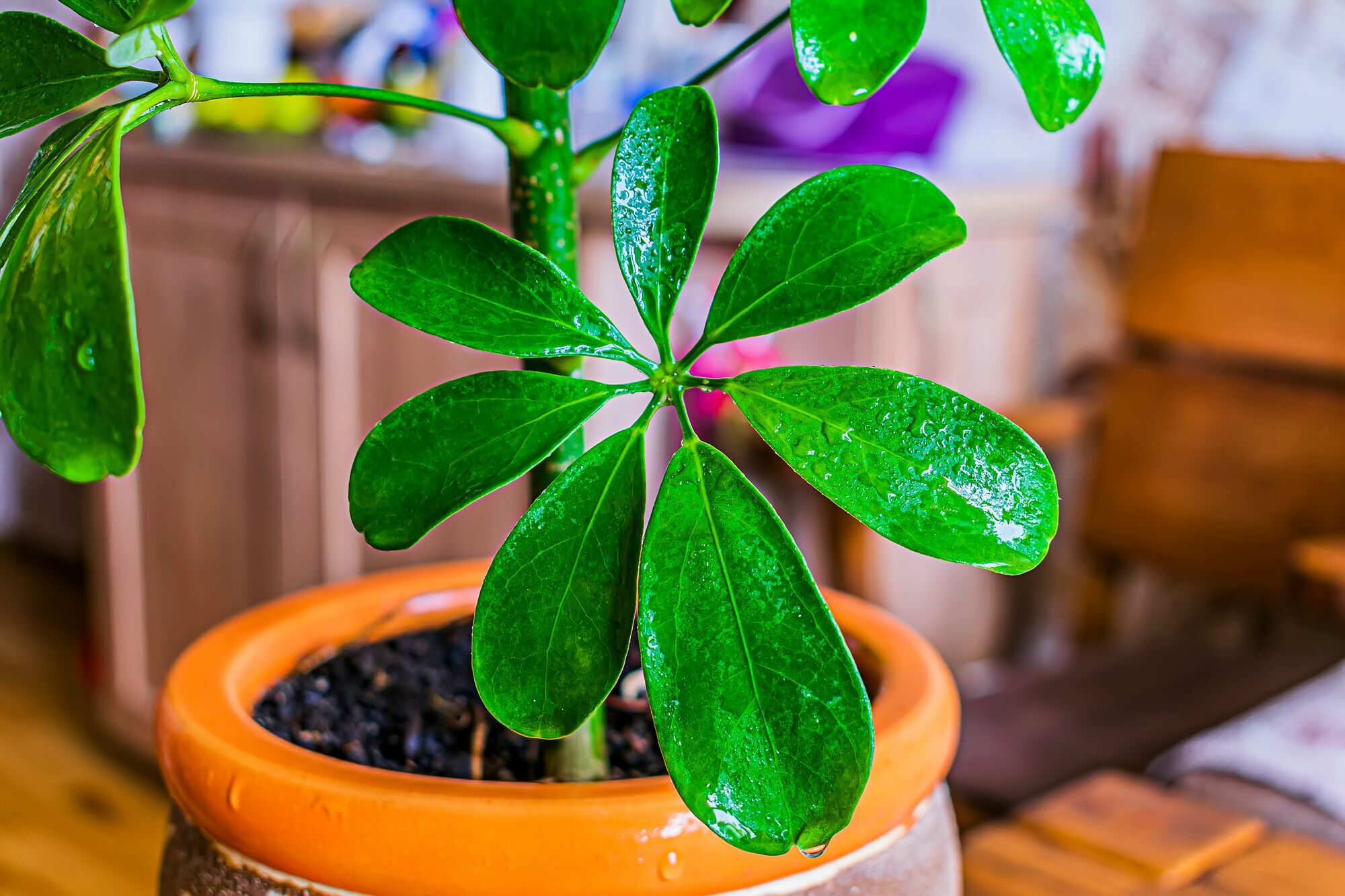 Ідеальна для початківців: кімнатна рослина, що процвітає навіть без догляду