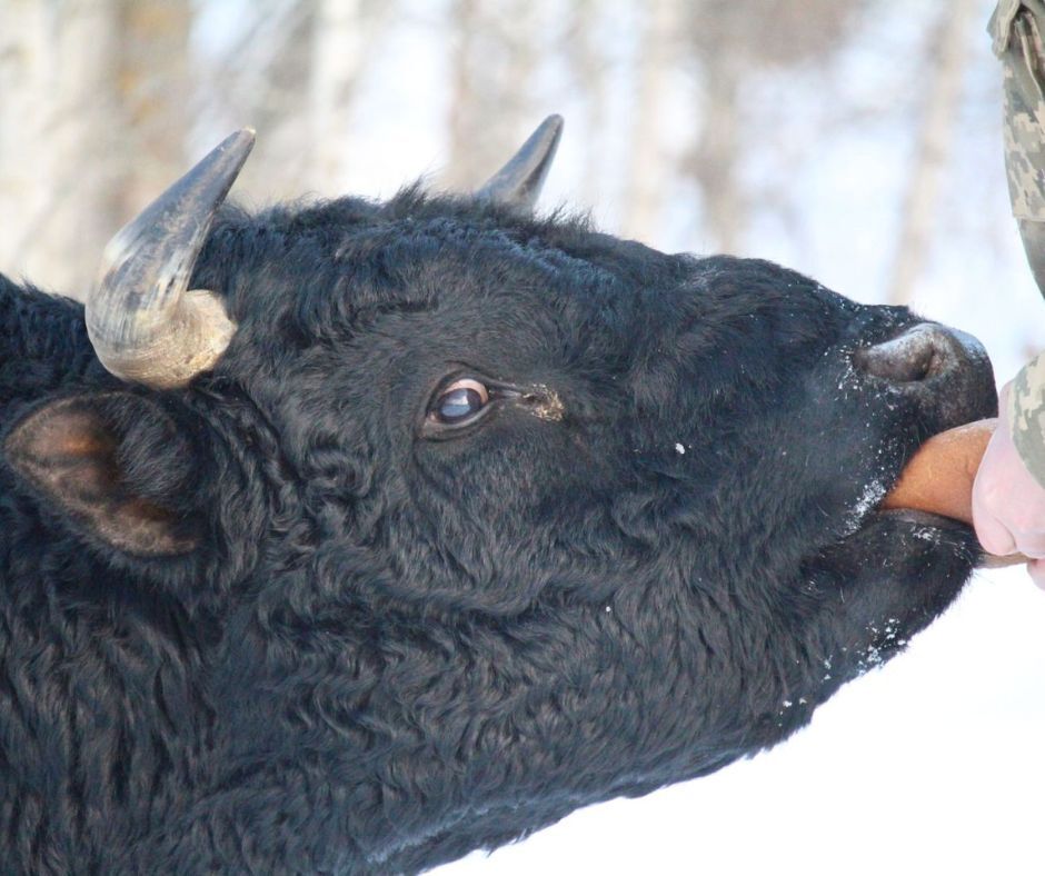 Демонстрируют силу волкам: как в Чернобыльской зоне живет стадо уникальных одичавших коров во время зимы. Фото