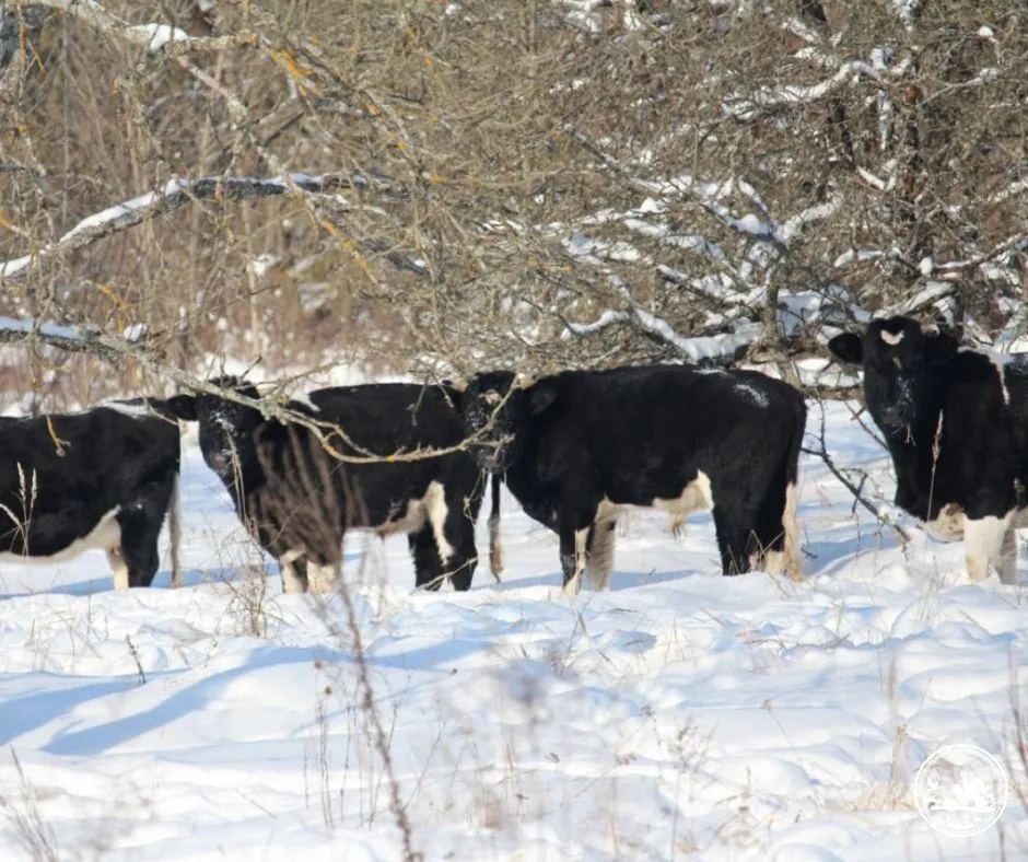Демонстрируют силу волкам: как в Чернобыльской зоне живет стадо уникальных одичавших коров во время зимы. Фото