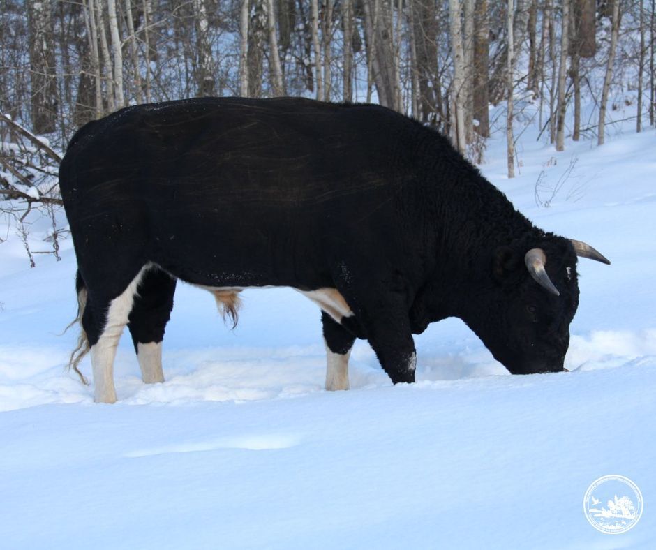 Демонстрируют силу волкам: как в Чернобыльской зоне живет стадо уникальных одичавших коров во время зимы. Фото