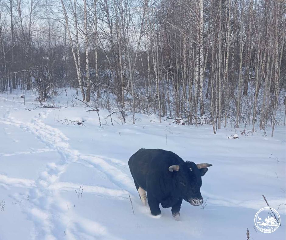 Демонстрируют силу волкам: как в Чернобыльской зоне живет стадо уникальных одичавших коров во время зимы. Фото