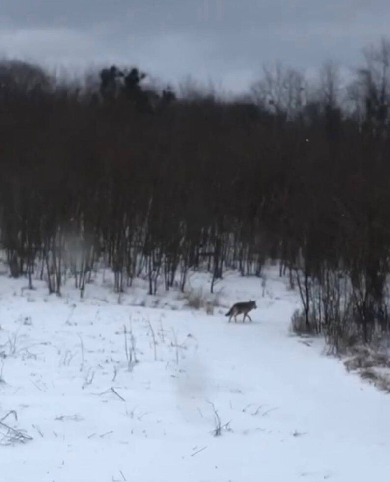 В селе на Житомирщине волка заметили возле человеческого жилья: специалист объяснил, что это значит и как действовать