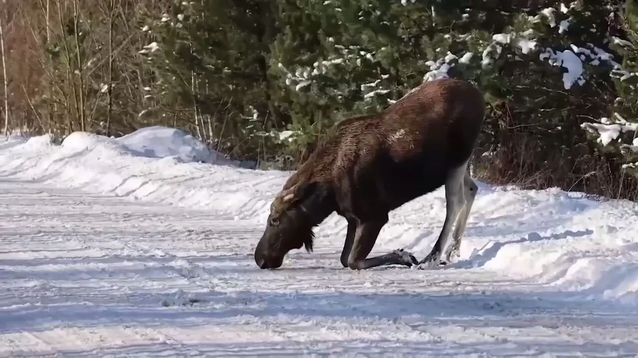 Вийшов злизати сіль: у Чорнобильській зоні на дорозі помітили благородну тварину. Відео