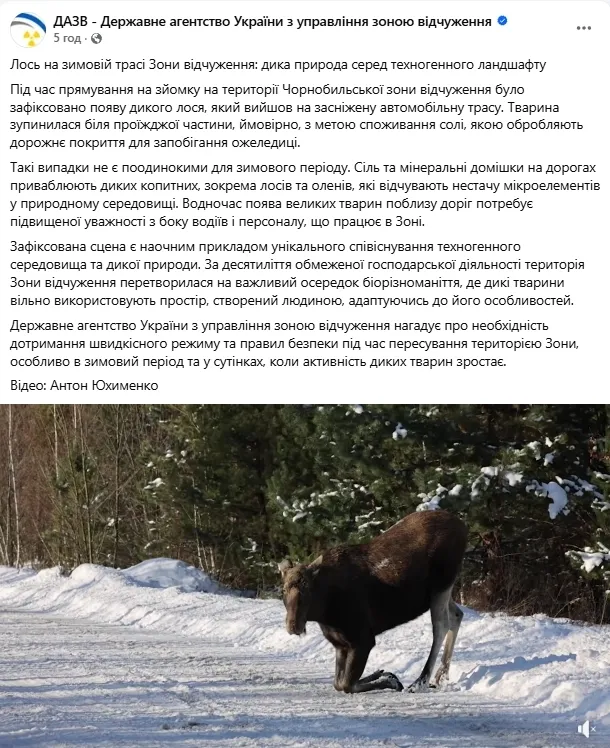 Вийшов злизати сіль: у Чорнобильській зоні на дорозі помітили благородну тварину. Відео