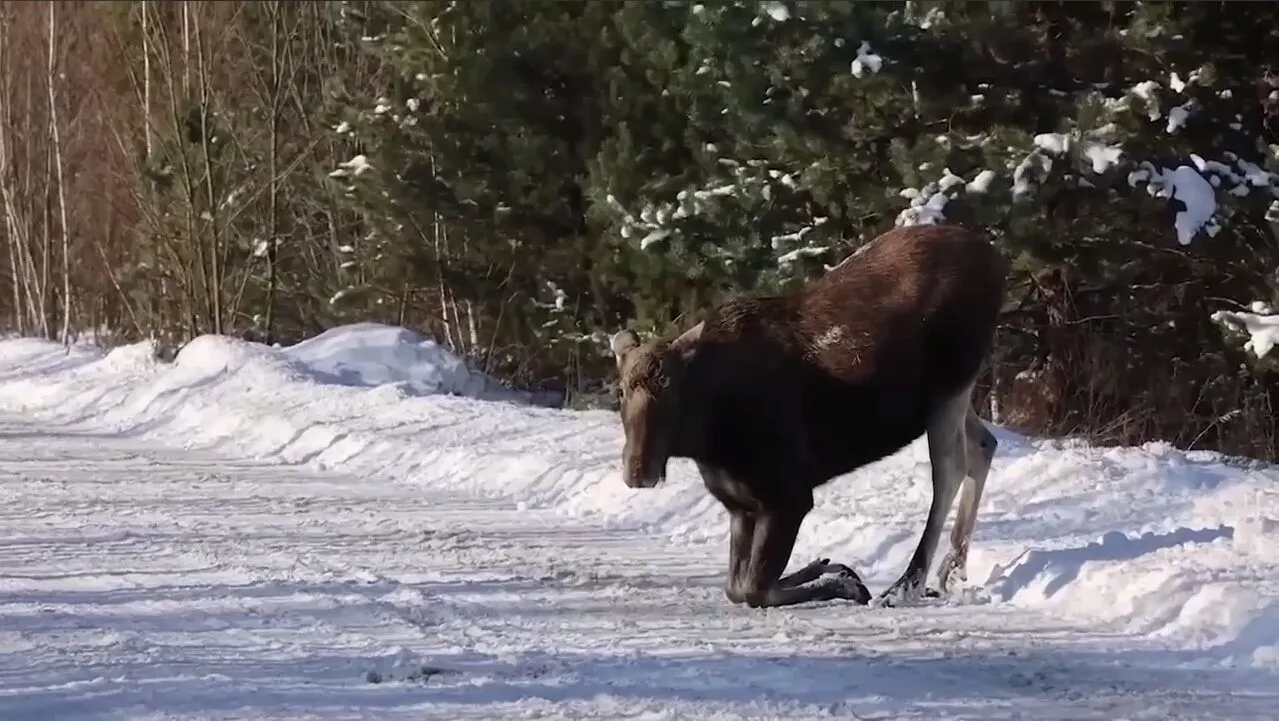 Вийшов злизати сіль: у Чорнобильській зоні на дорозі помітили благородну тварину. Відео