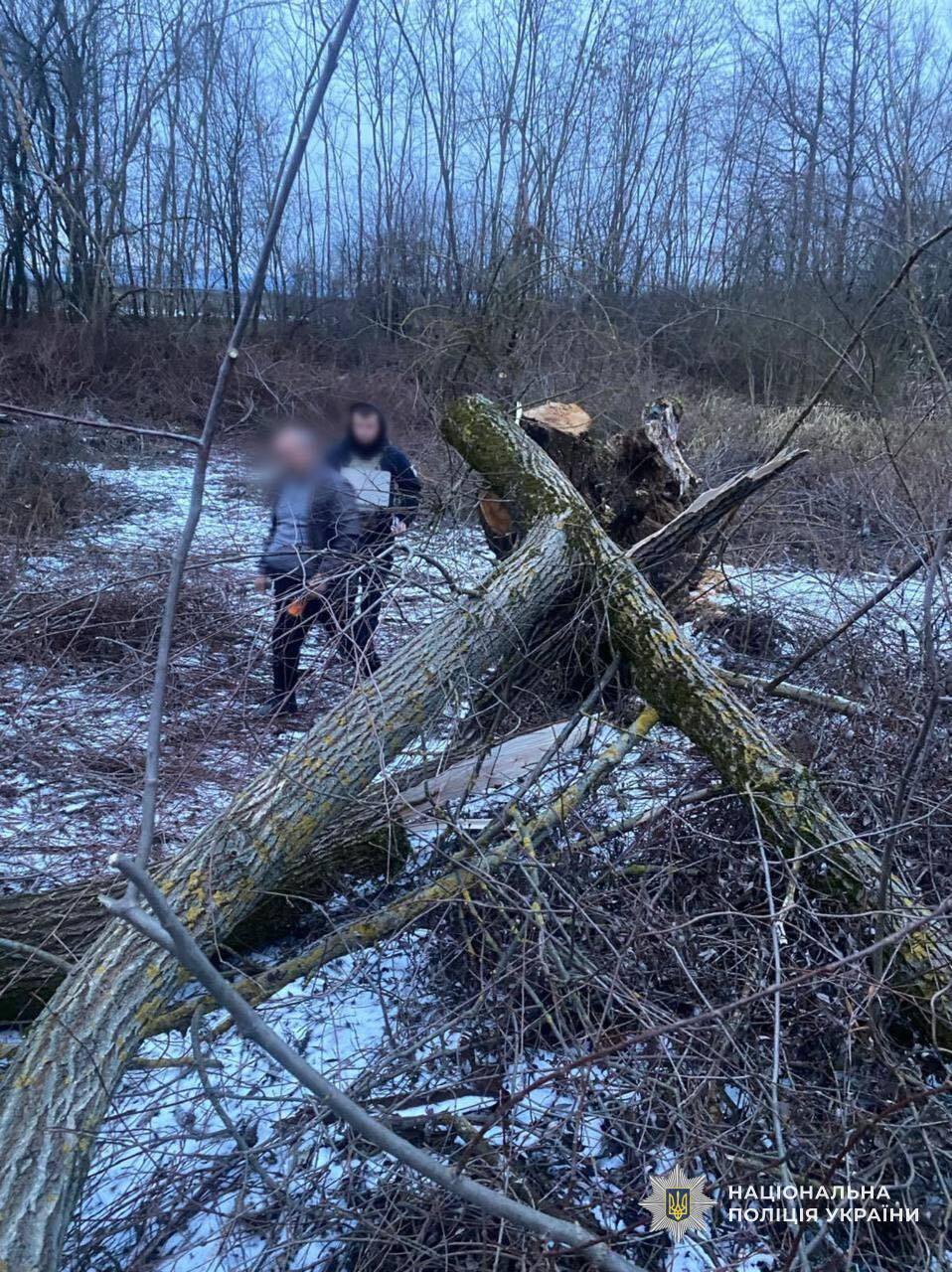 Гралася поруч: на Закарпатті внаслідок падіння дерева загинула 8-річна дівчинка