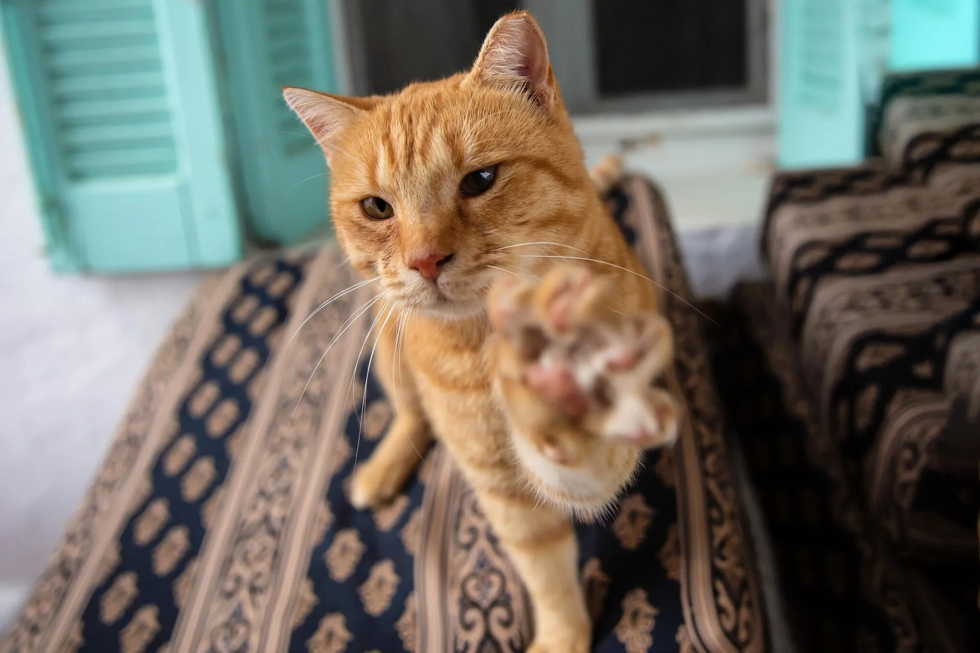 Грецький острів шукає доглядача за котами: жити можна безкоштовно