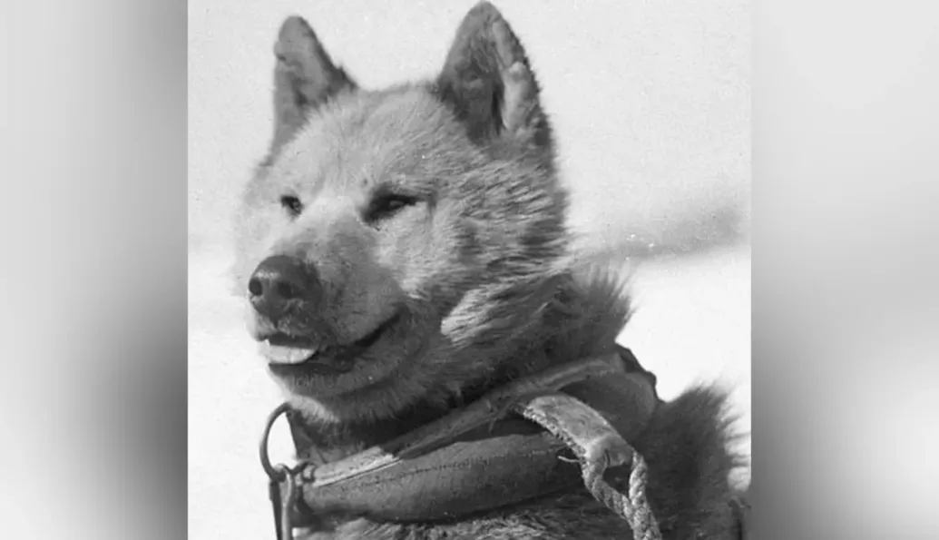 З Антарктиди 30 років тому вигнали всіх собак: є навіть міжнародний договір