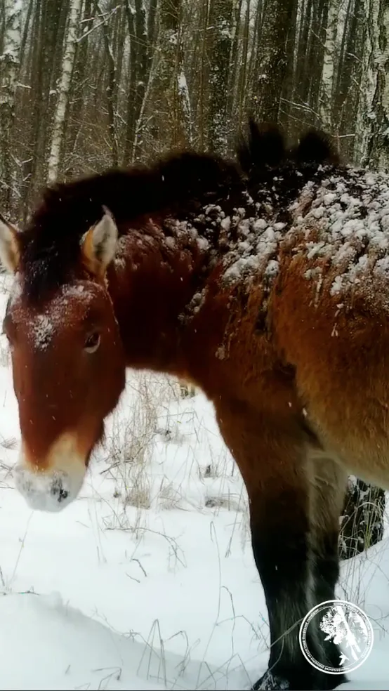 У Чорнобильській зоні помітили рідкісного дикого коня, який шукав їжу під снігом. Відео