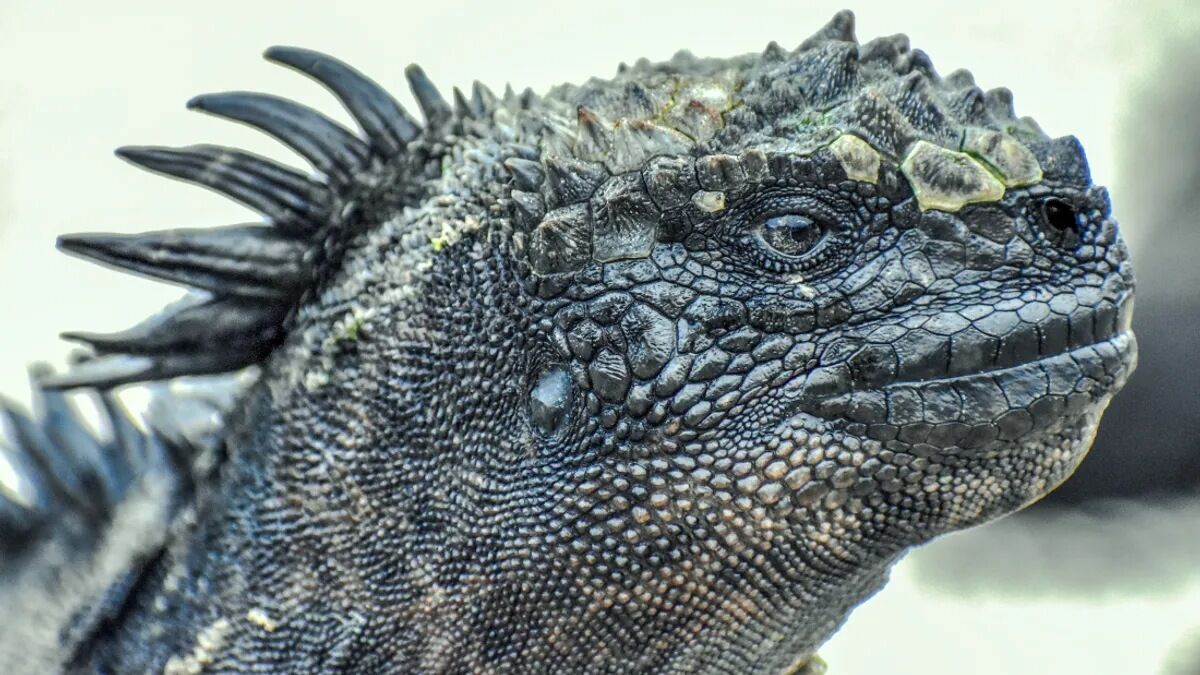 Покрытые не только чешуей: ученые выяснили, какой на ощупь была кожа динозавров