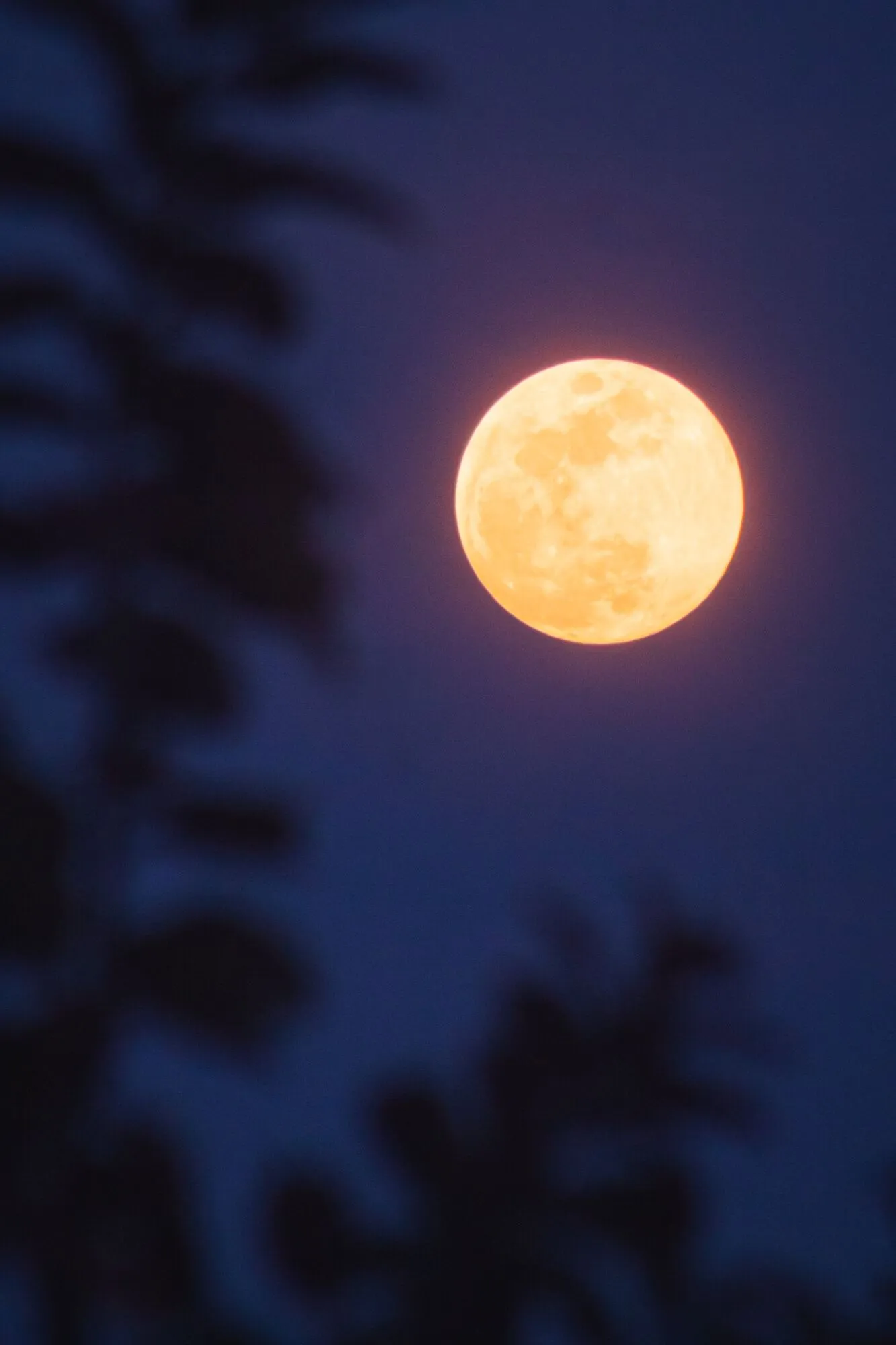В феврале в небе появилась Снежная Луна: чем особенное это полнолуние. Фото
