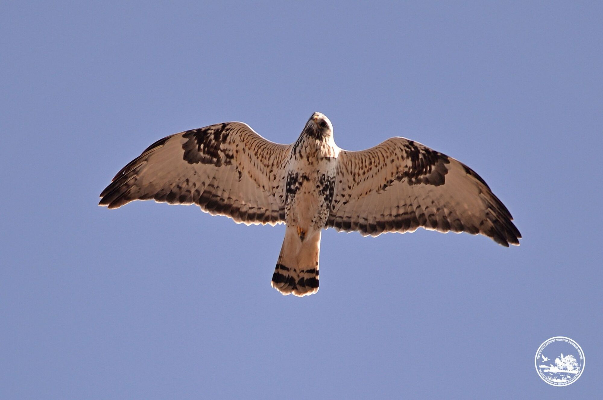 Має надійний захист від морозів та ефективне маскування: у Чорнобильській зоні помітили хижого птаха з тундри. Фото