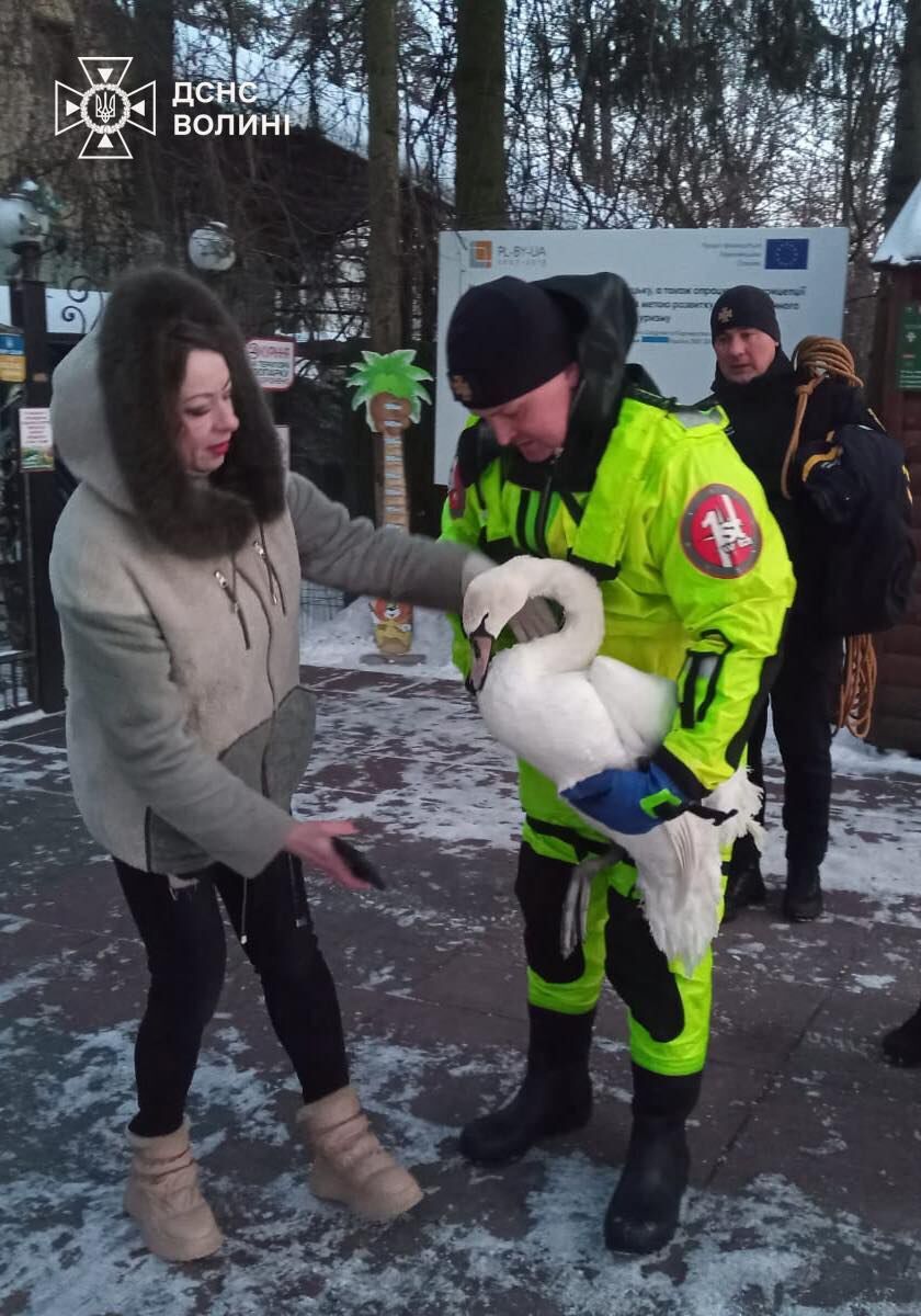 Лежав на краю ополонки: у Луцьку надзвичайники врятували лебедя з крижаної пастки. Фото