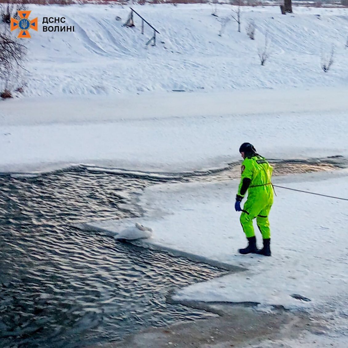Лежав на краю ополонки: у Луцьку надзвичайники врятували лебедя з крижаної пастки. Фото