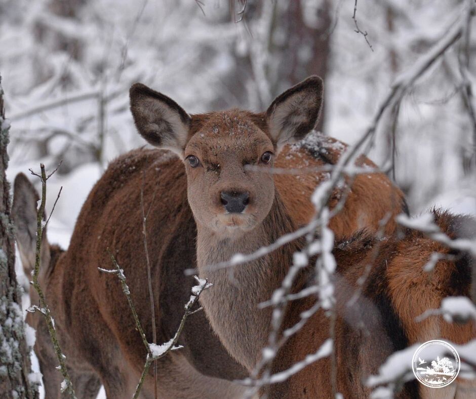 Беременные и счастливые: в Чернобыльской зоне ждут пополнения в семьях благородных животных. Фото