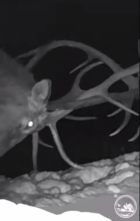 У Чорнобильській зоні зафіксували дуель оленів за допомогою "зброї честі". Унікальне відео