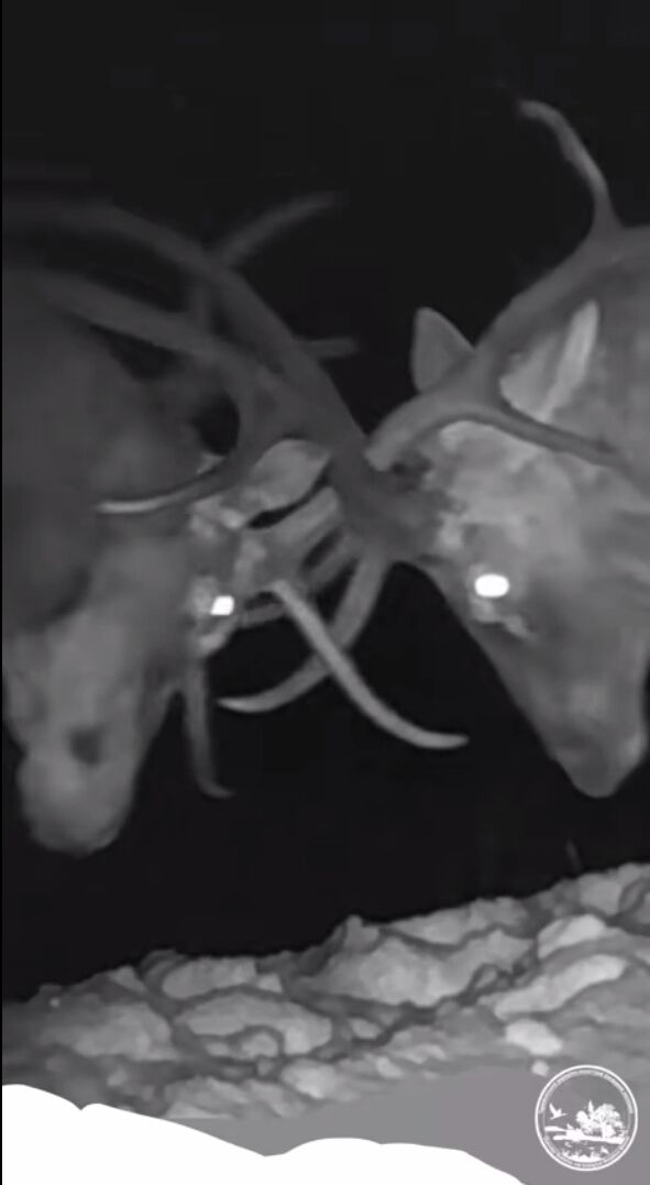 У Чорнобильській зоні зафіксували дуель оленів за допомогою "зброї честі". Унікальне відео