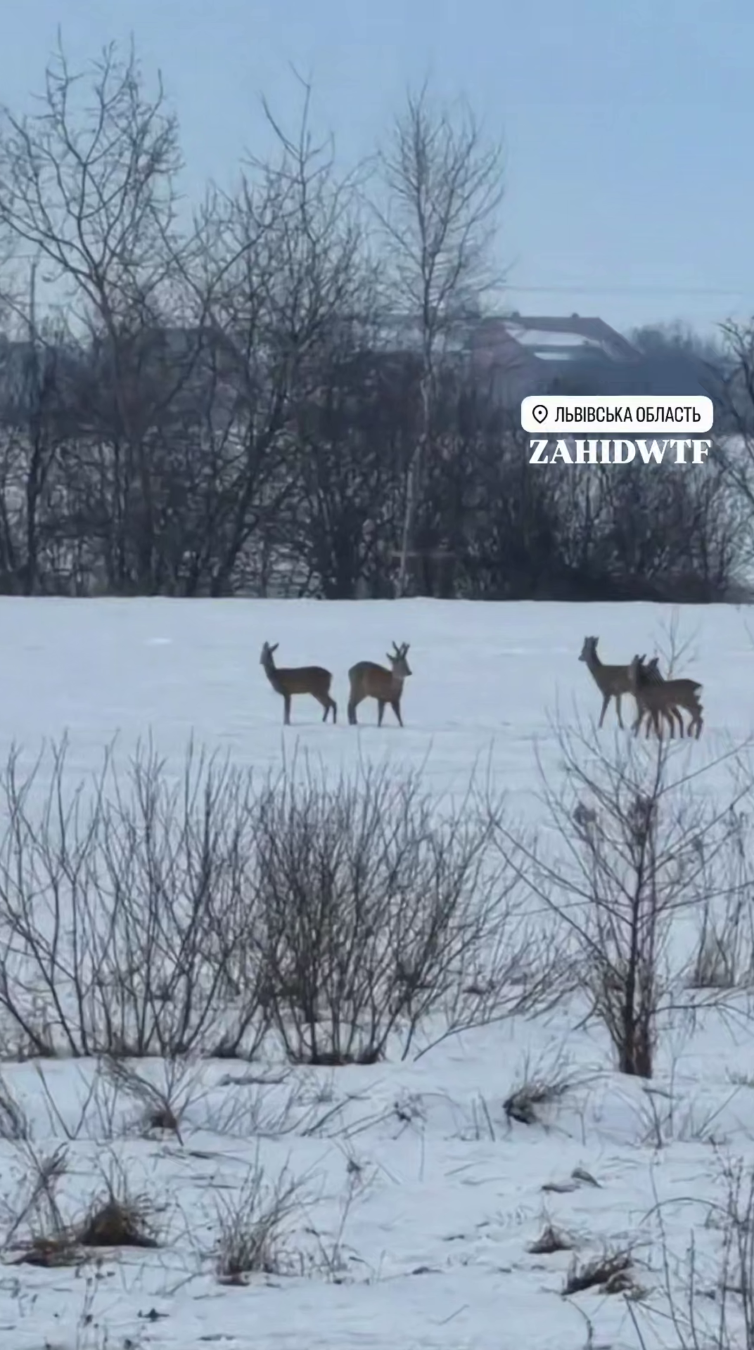 На Львівщині біля траси Київ – Чоп помітили велике стадо козуль. Відео