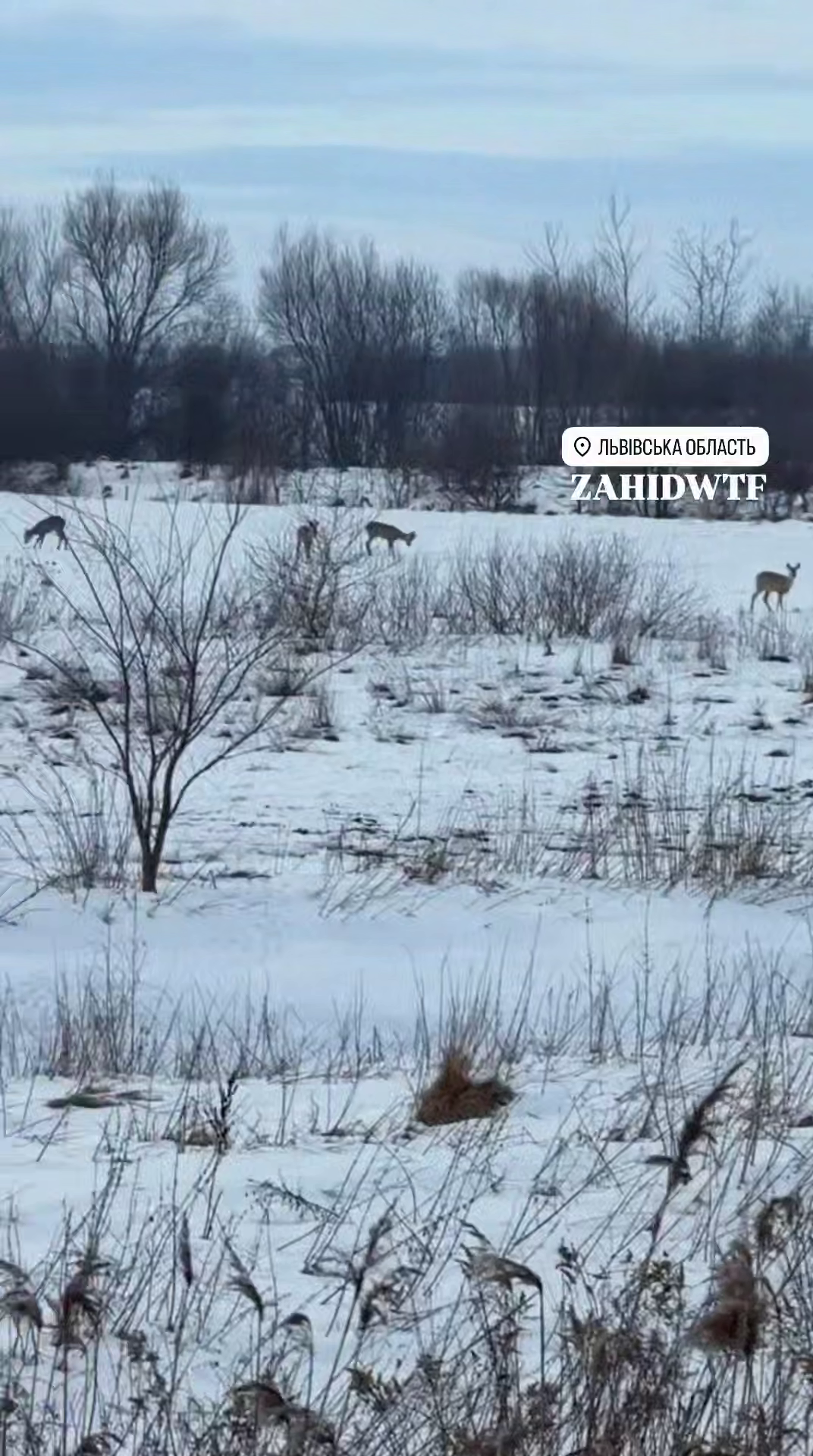 На Львівщині біля траси Київ – Чоп помітили велике стадо козуль. Відео
