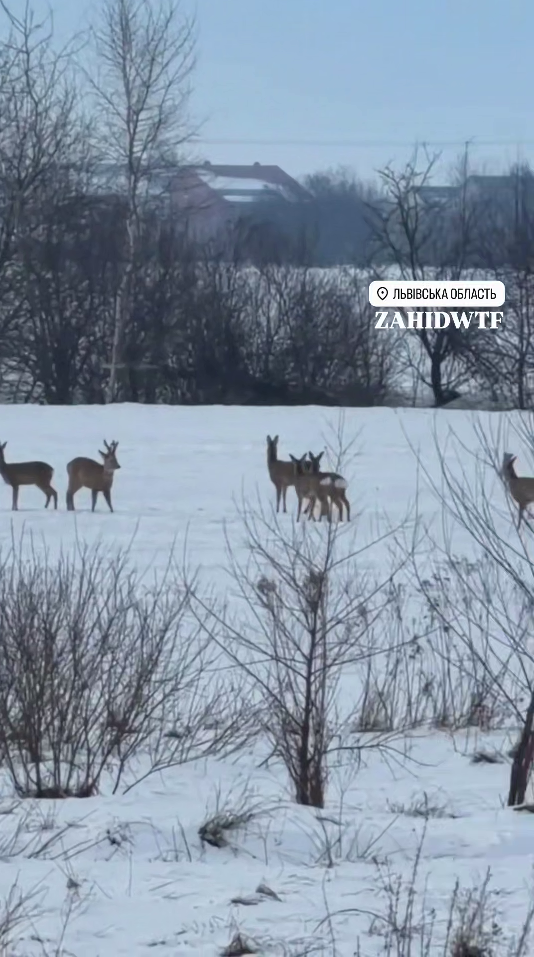 На Львівщині біля траси Київ – Чоп помітили велике стадо козуль. Відео
