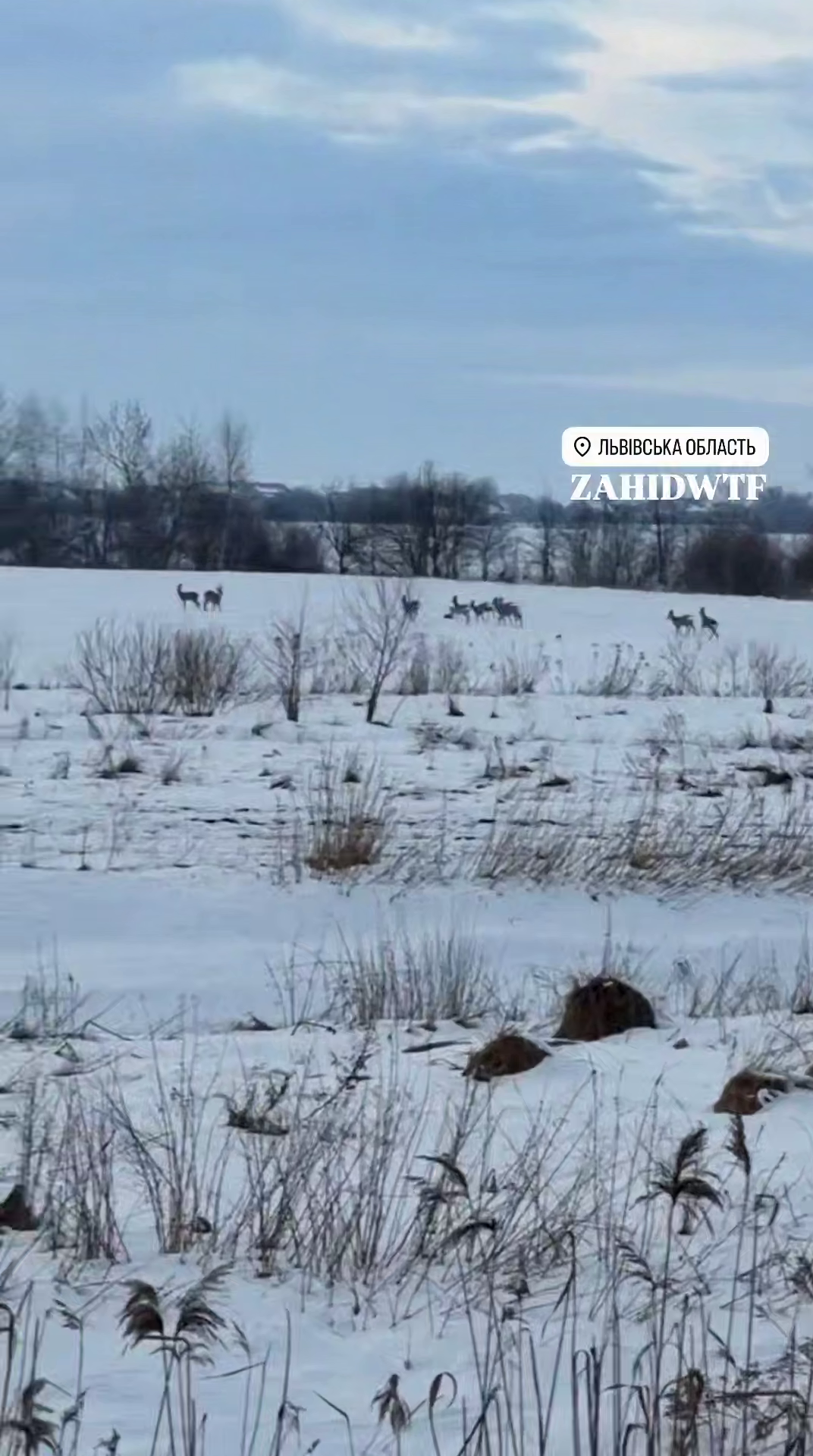 На Львівщині біля траси Київ – Чоп помітили велике стадо козуль. Відео