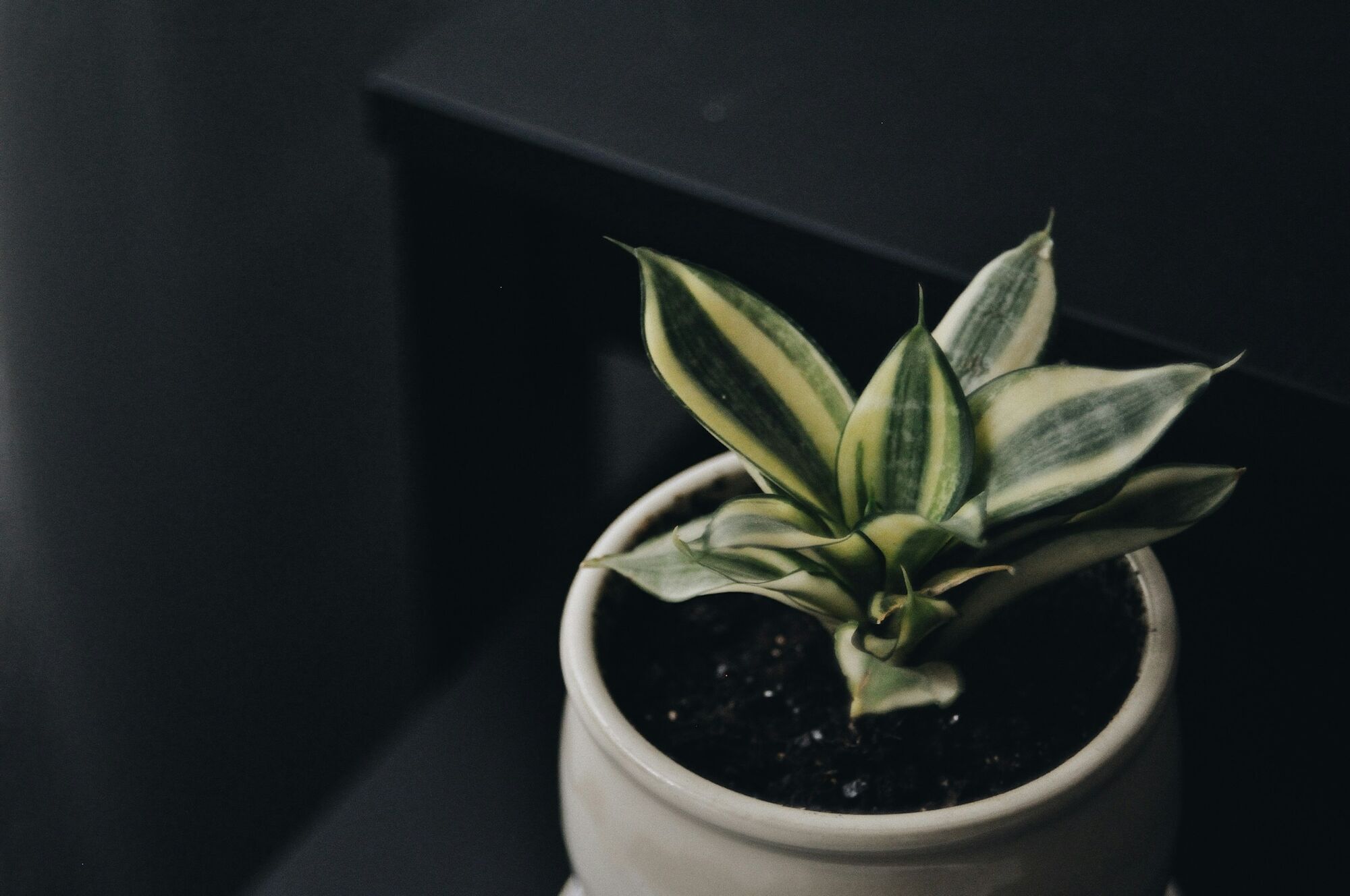 Які рослини поглинають вологу в домі: врятують від цвілі