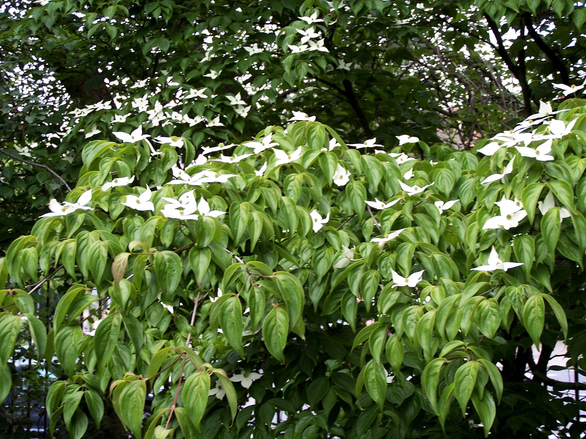 Стійкі до хвороб: 7 невибагливих дерев, які можна посадити на подвір’ї