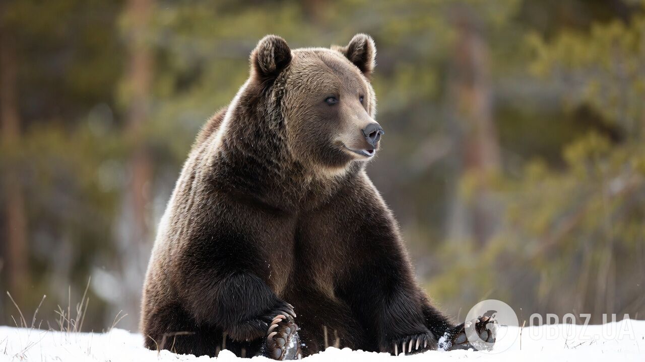 Ведмеді насправді не впадають у сплячку: вчені зробили відкриття