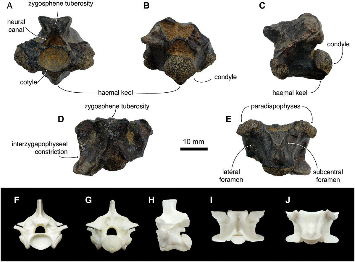 На Тайване обитали гигантские питоны: ученые выяснили, почему они вымерли