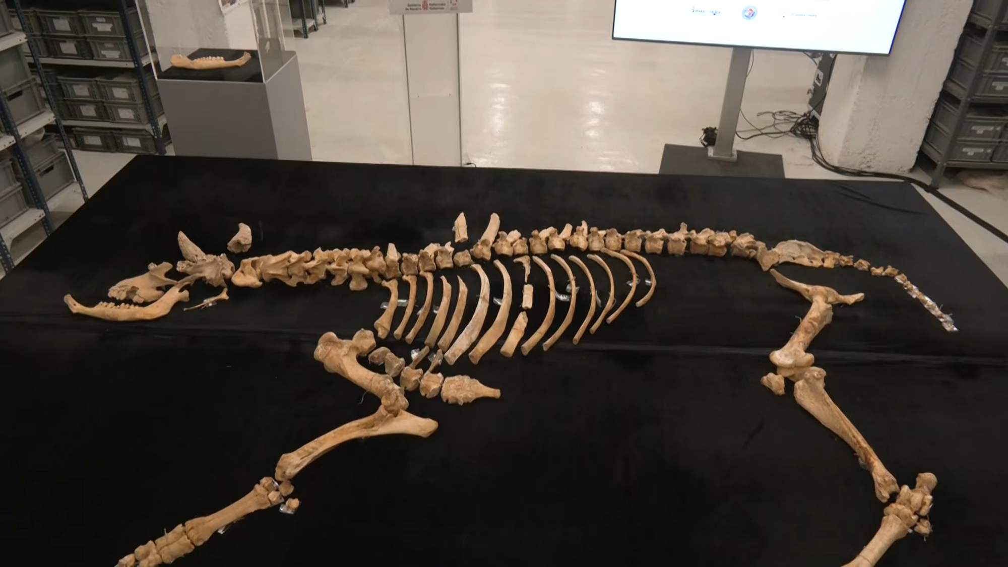 Археологи знайшли залишки бізона, який жив 4000 років тому: в чому унікальність відкриття