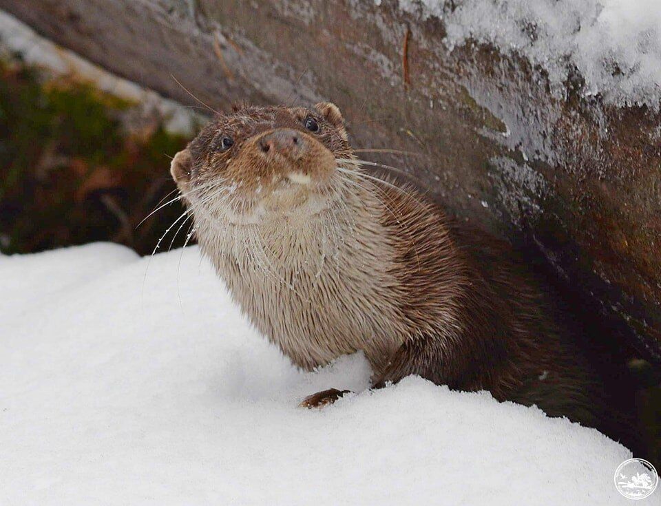 В Чернобыльской зоне живет хищник с высоким уровнем интеллекта: занесен в Красную книгу. Фото