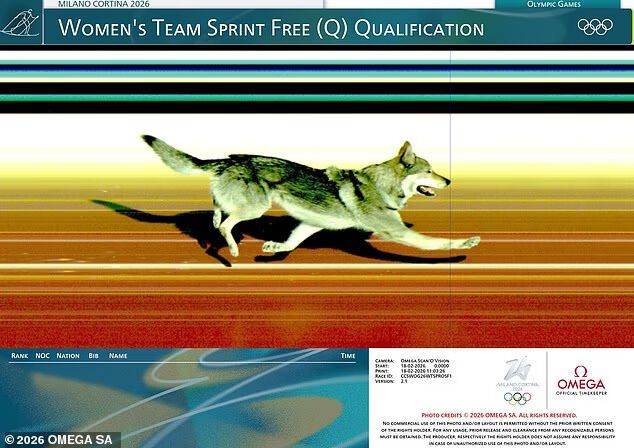 "Галюцинація", що вибігла на трасу, ледь не зірвала лижну гонку Олімпіади-2026. Відео