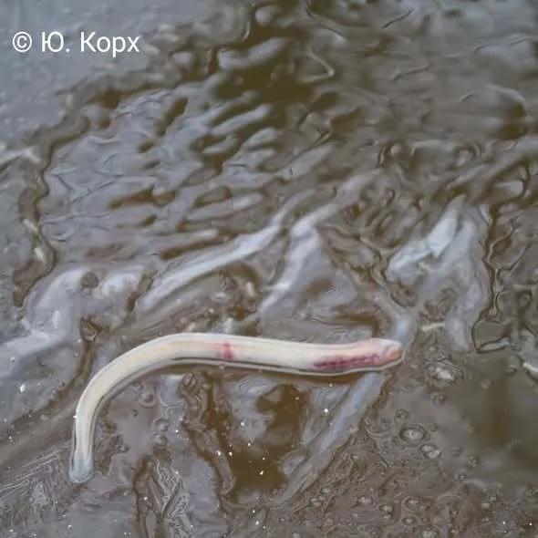 "Існували понад 300 млн років тому": на Волині у воді помітили істоту-"вампіра" часів динозаврів. Фото