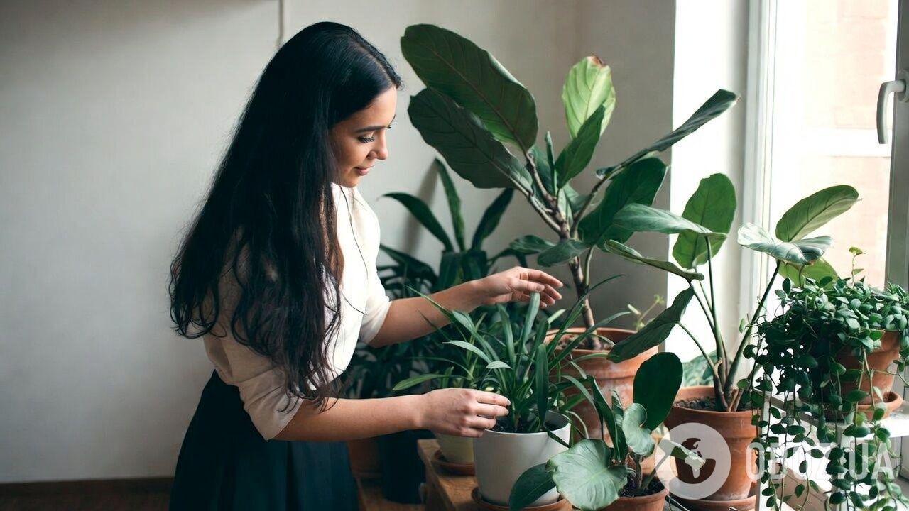 Какие комнатные растения успокаивают: советы экспертов фэн-шуй