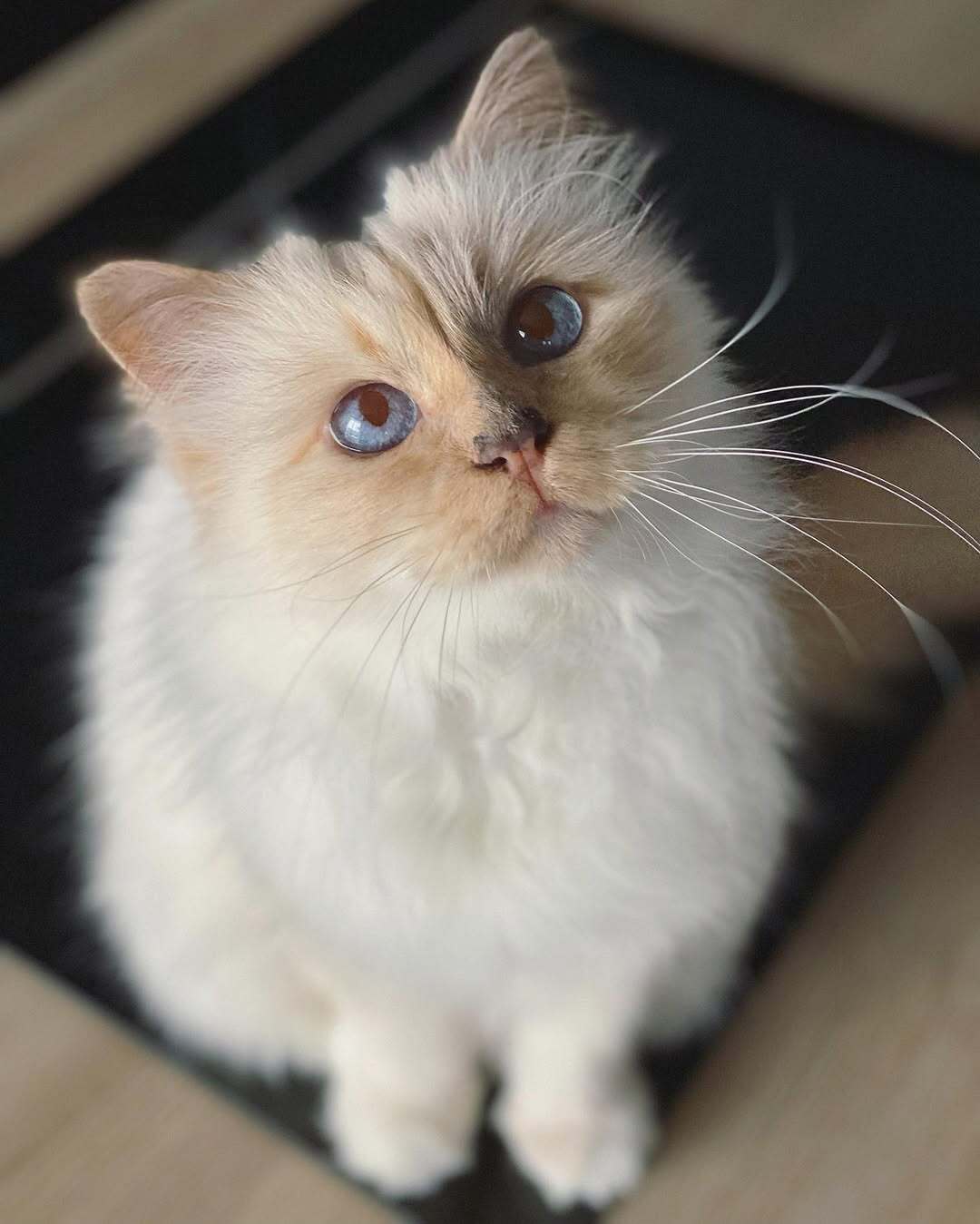 Ест из фарфора и спит на Chanel: как живет самая богатая кошка мира, которой досталось наследство Карла Лагерфельда