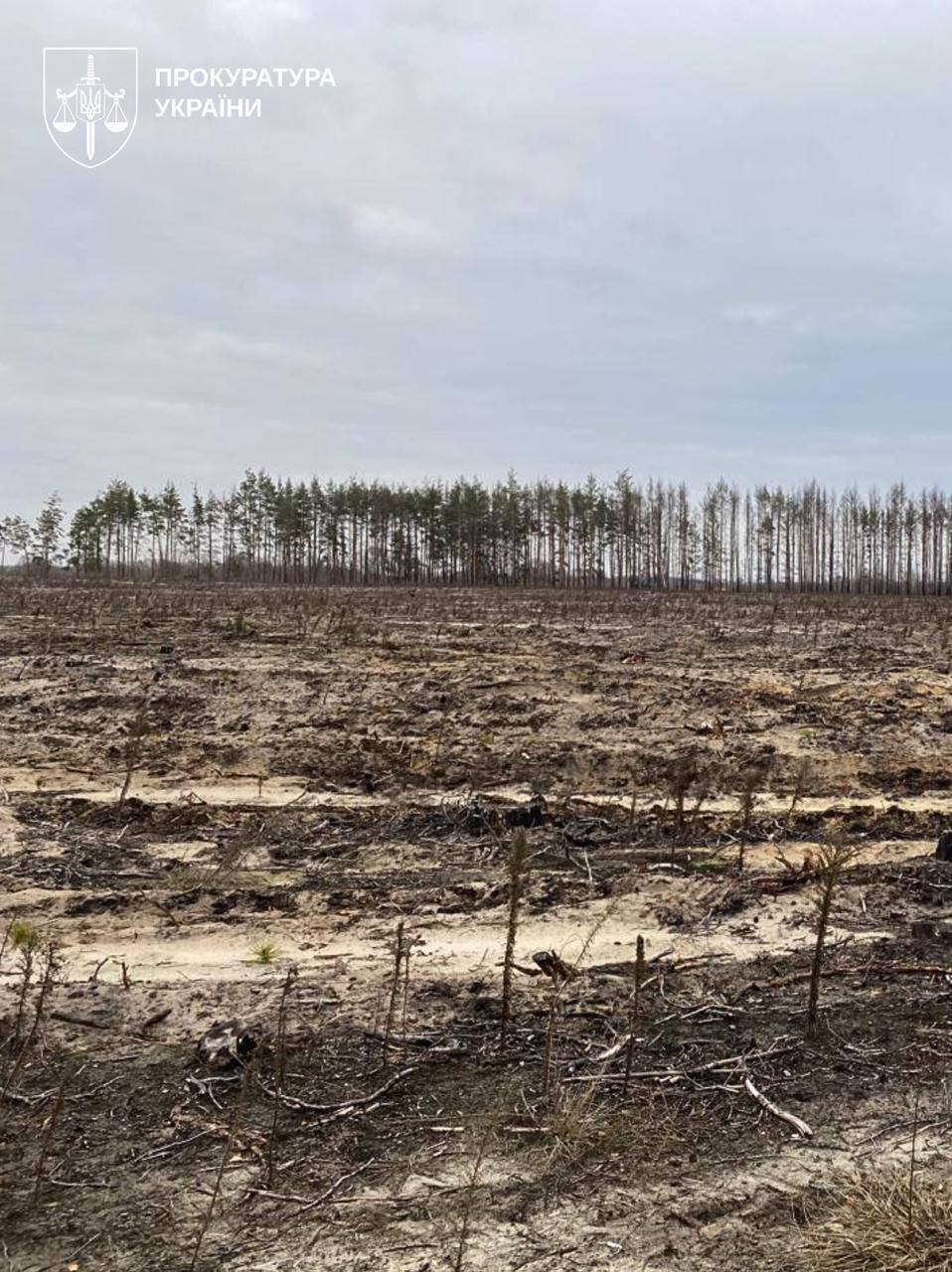 "Черные лесорубы" уничтожили тысячи деревьев