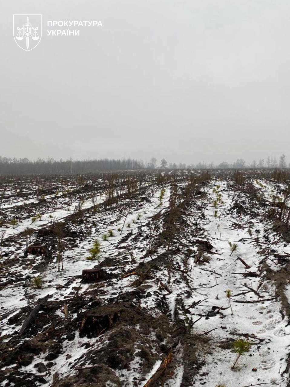 Последствия незаконных рубок древесины