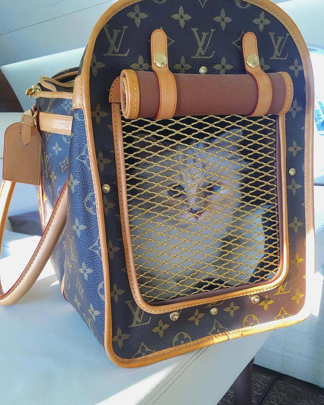 Ест из фарфора и спит на Chanel: как живет самая богатая кошка мира, которой досталось наследство Карла Лагерфельда