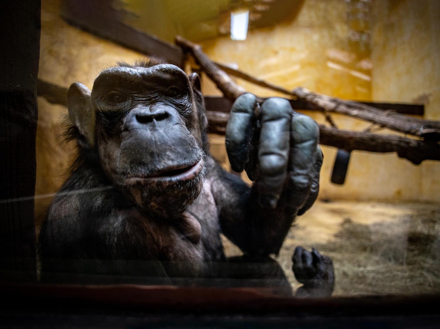 Зима 2026: як зоопарк "XII місяців" пережив морози до -25 °C та готується до нового сезону