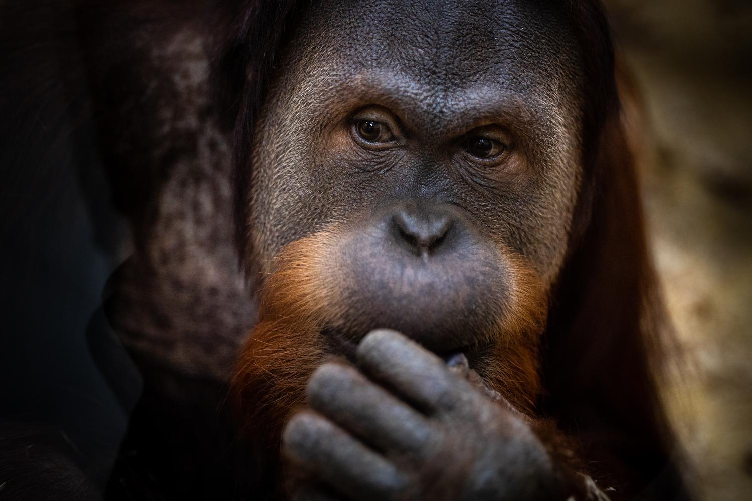 Зима 2026: як зоопарк "XII місяців" пережив морози до -25 °C та готується до нового сезону