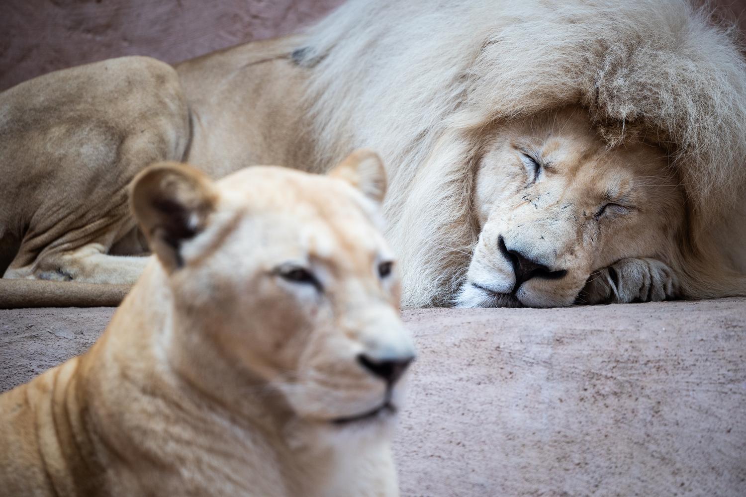 Зима 2026: як зоопарк "XII місяців" пережив морози до -25 °C та готується до нового сезону