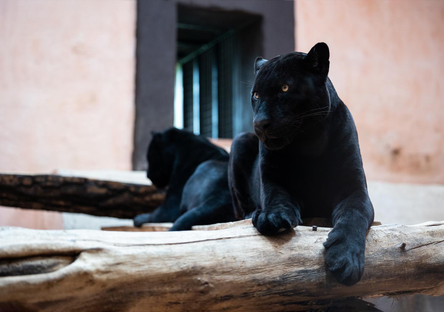 Зима 2026: як зоопарк "XII місяців" пережив морози до -25 °C та готується до нового сезону