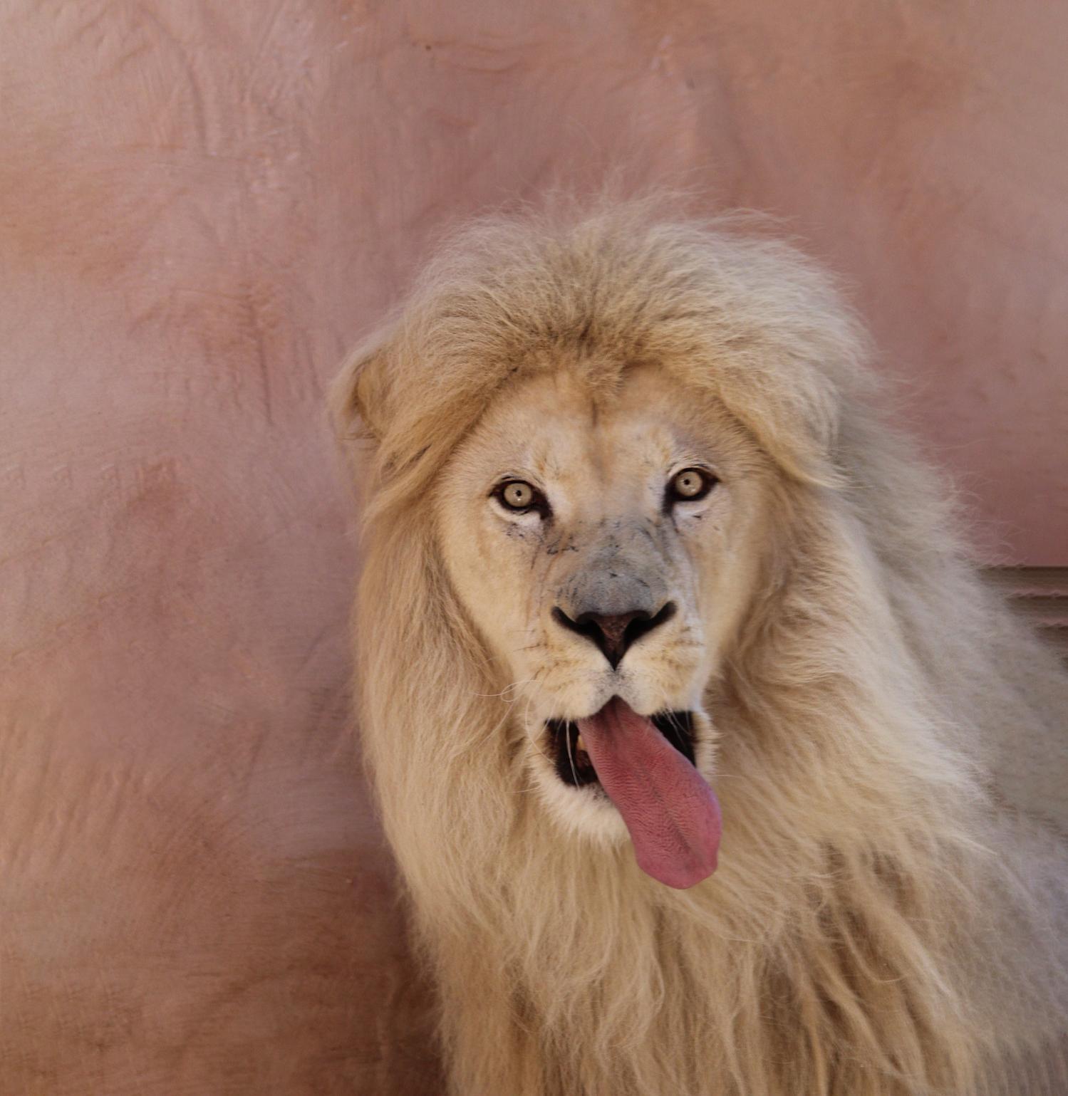 Зима 2026: як зоопарк "XII місяців" пережив морози до -25 °C та готується до нового сезону