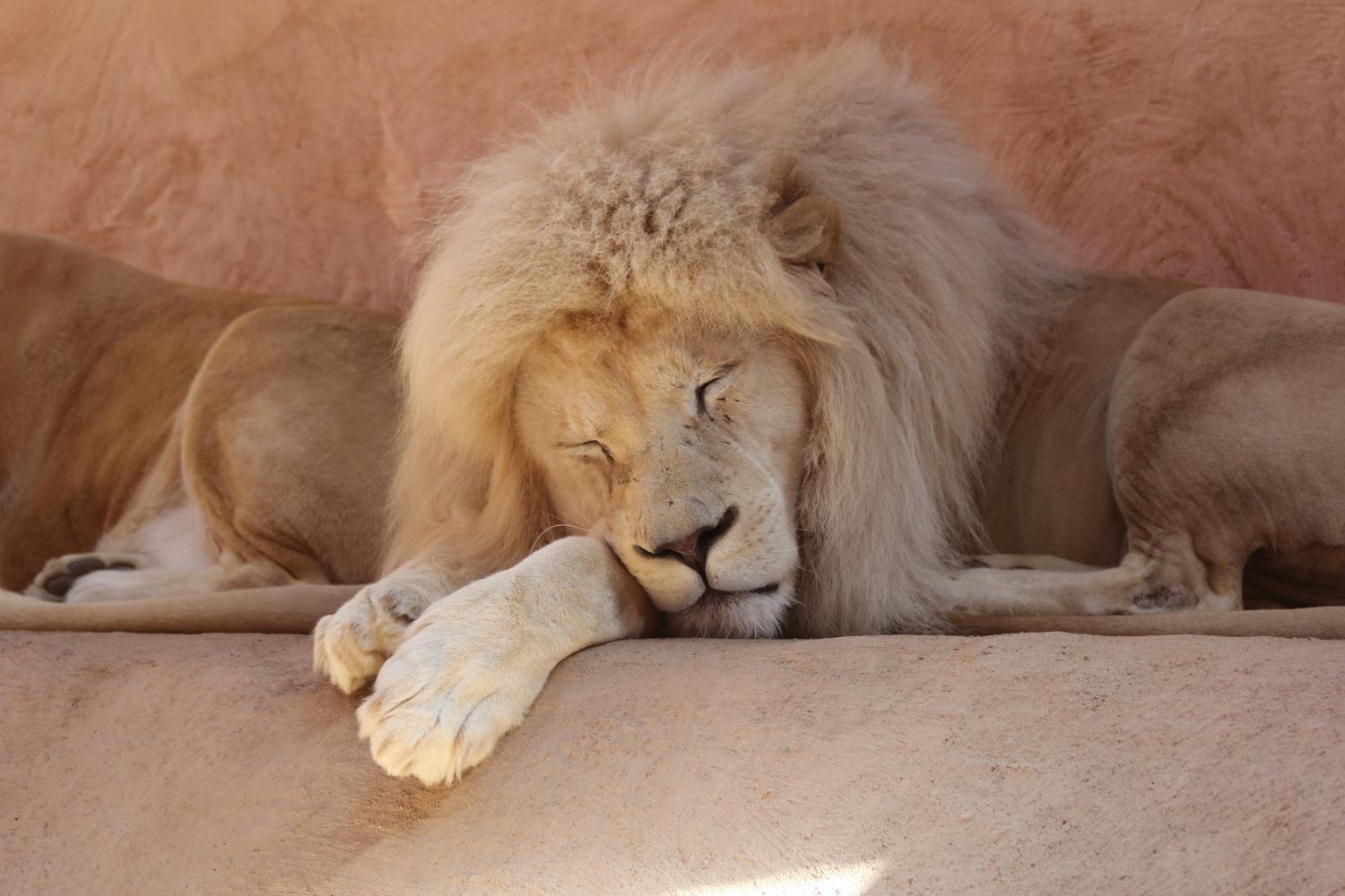 Зима 2026: як зоопарк "XII місяців" пережив морози до -25 °C та готується до нового сезону