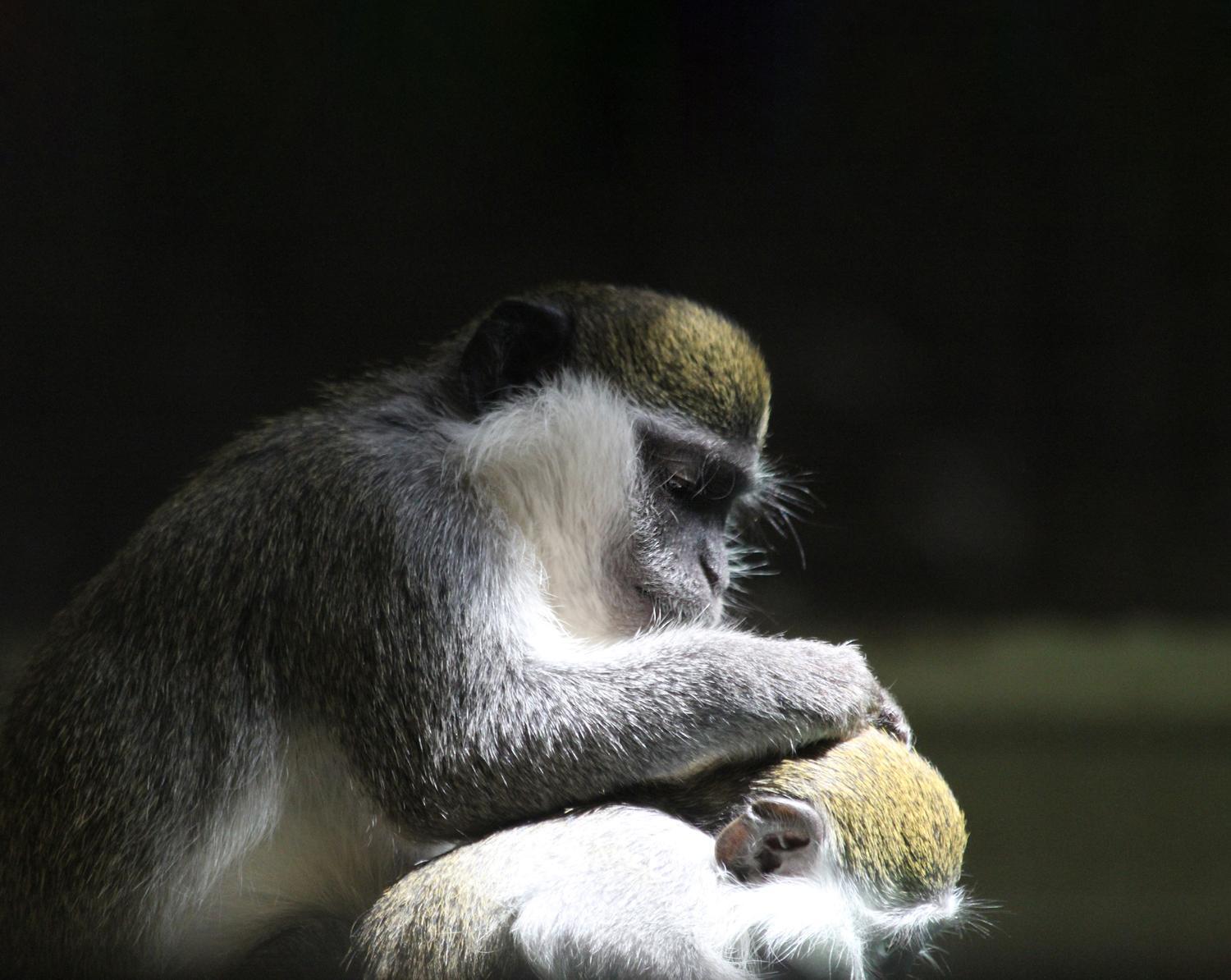 Зима 2026: як зоопарк "XII місяців" пережив морози до -25 °C та готується до нового сезону