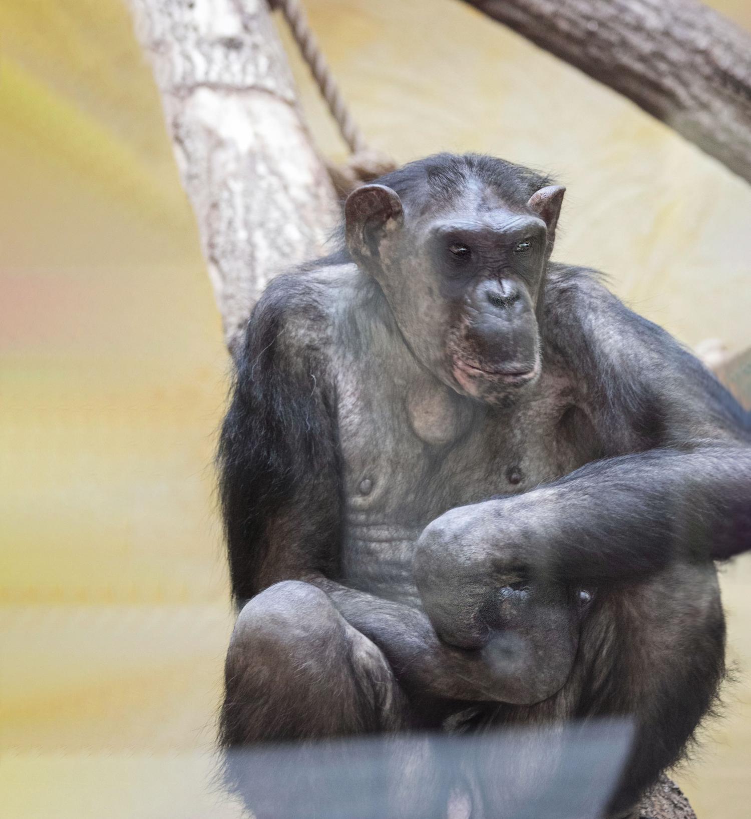 Зима 2026: як зоопарк "XII місяців" пережив морози до -25 °C та готується до нового сезону