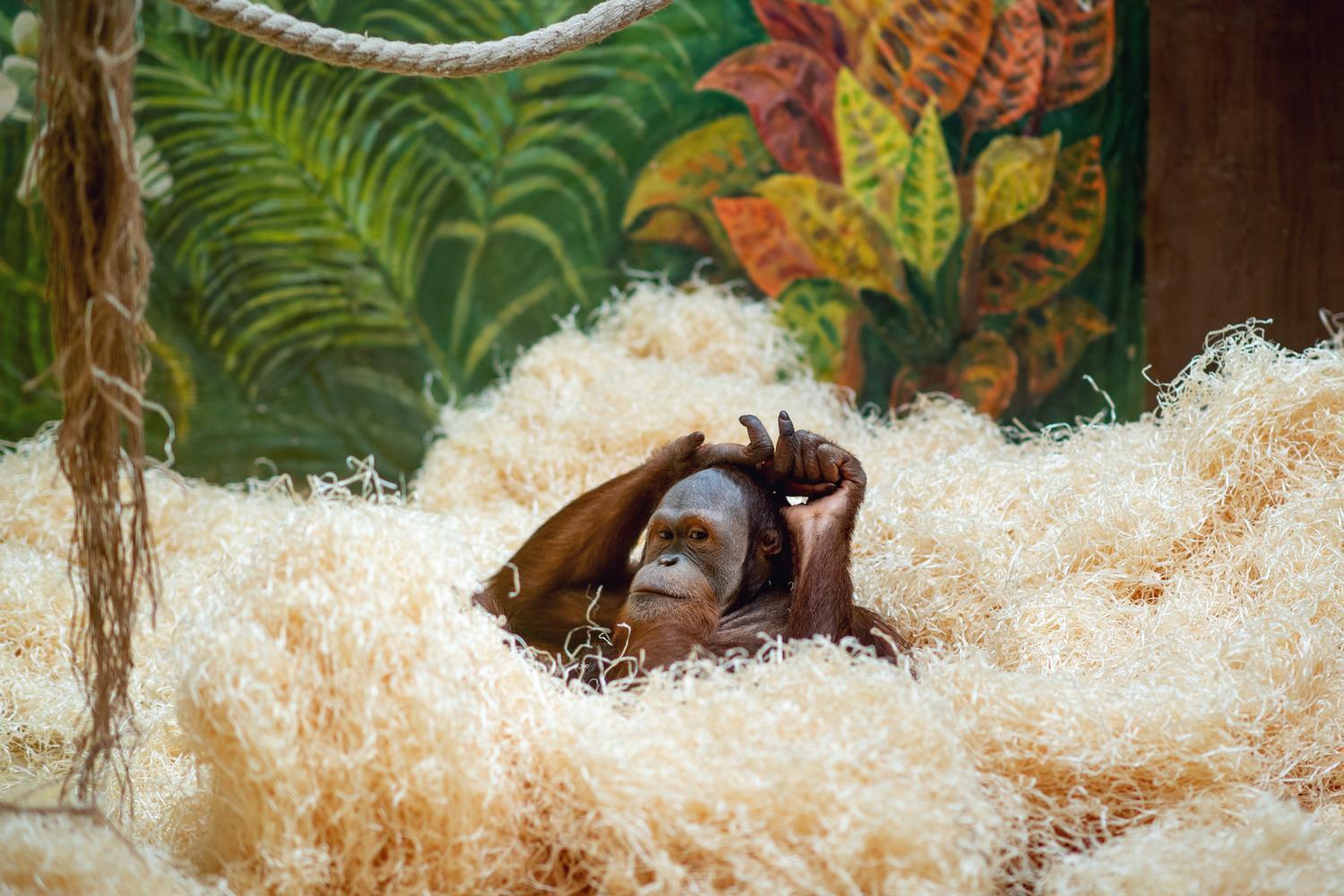 Зима 2026: як зоопарк "XII місяців" пережив морози до -25 °C та готується до нового сезону