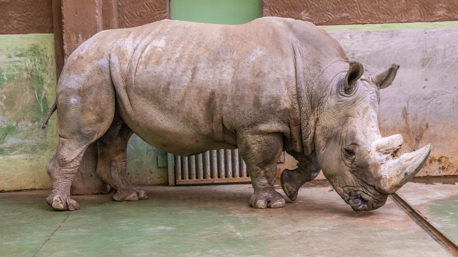 Зима 2026: як зоопарк "XII місяців" пережив морози до -25 °C та готується до нового сезону