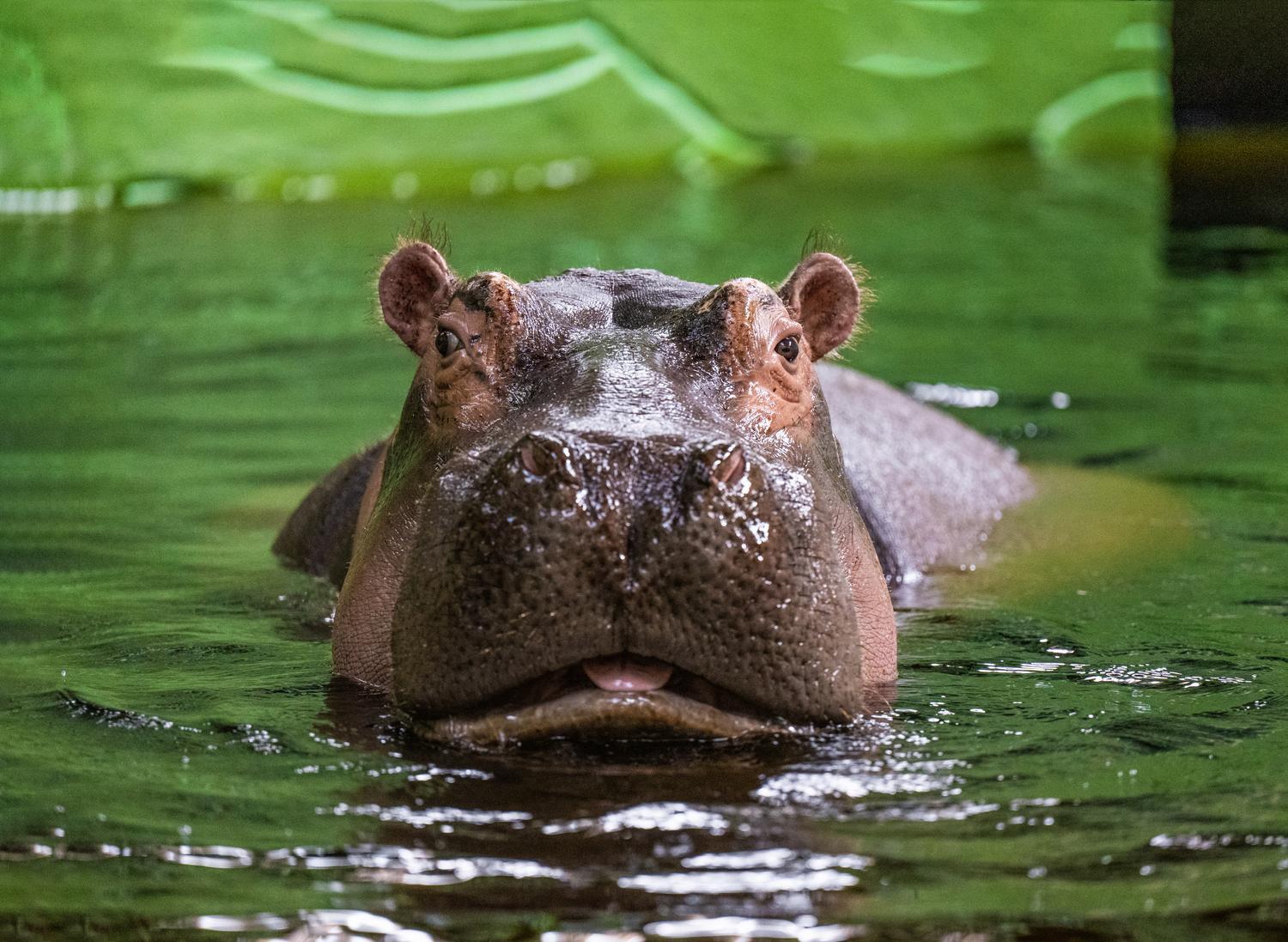 Зима 2026: як зоопарк "XII місяців" пережив морози до -25 °C та готується до нового сезону